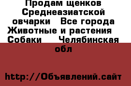 Продам щенков Среднеазиатской овчарки - Все города Животные и растения » Собаки   . Челябинская обл.